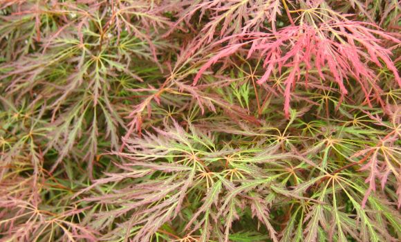 Acer palmatum 'Sonneuntergang'