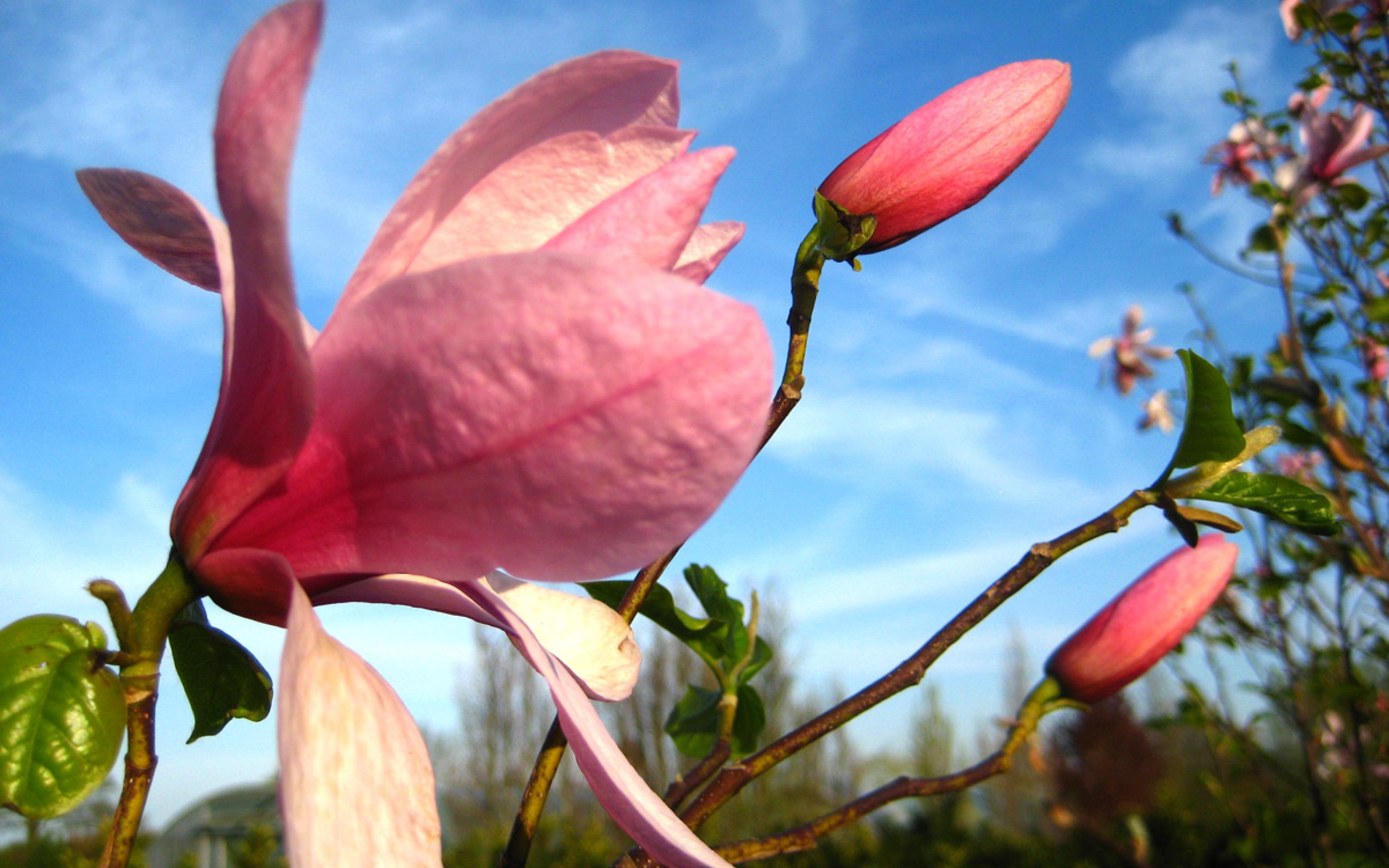 Magnolia-'Galaxy'
