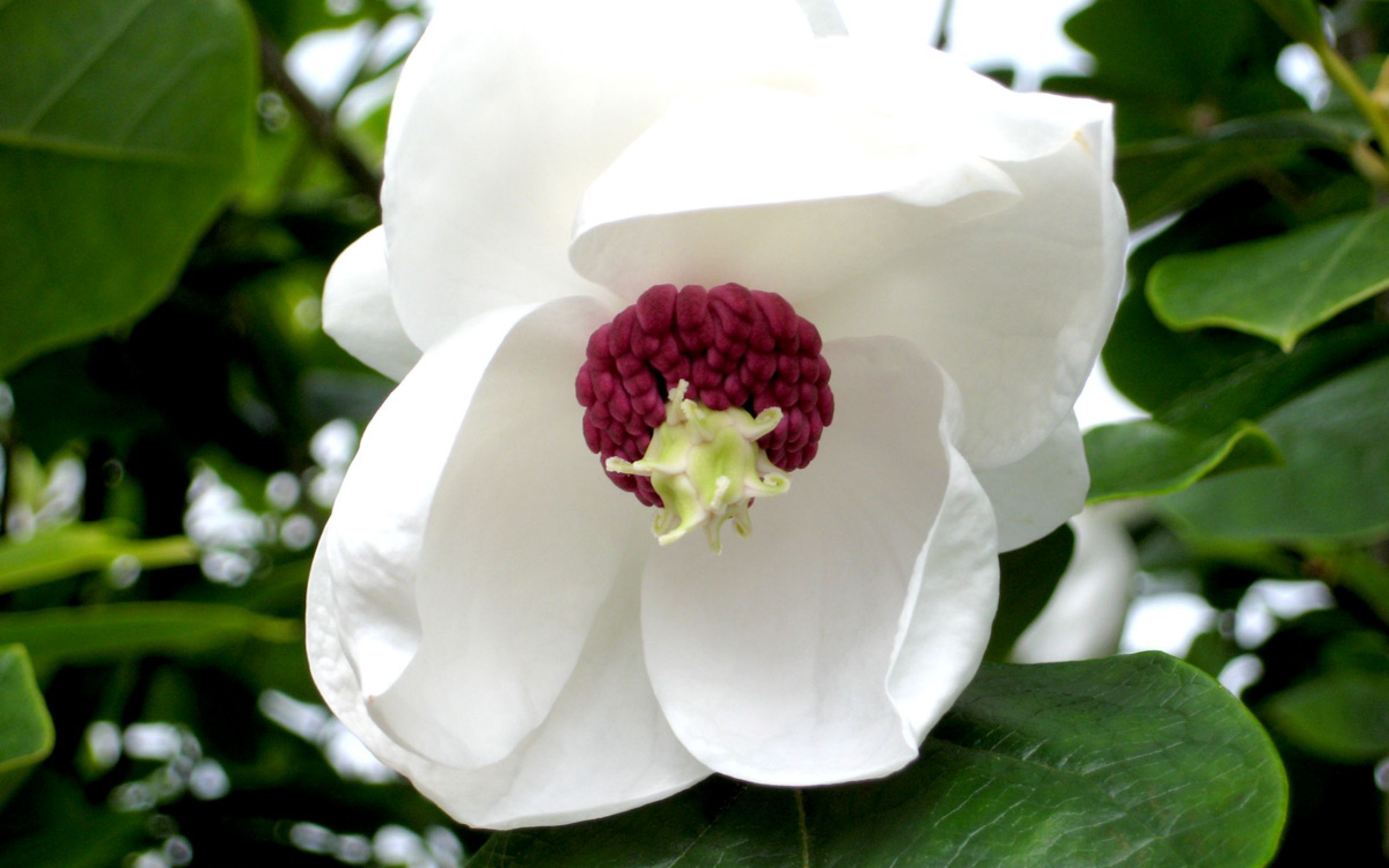 Magnolia-'Charles-Coates'